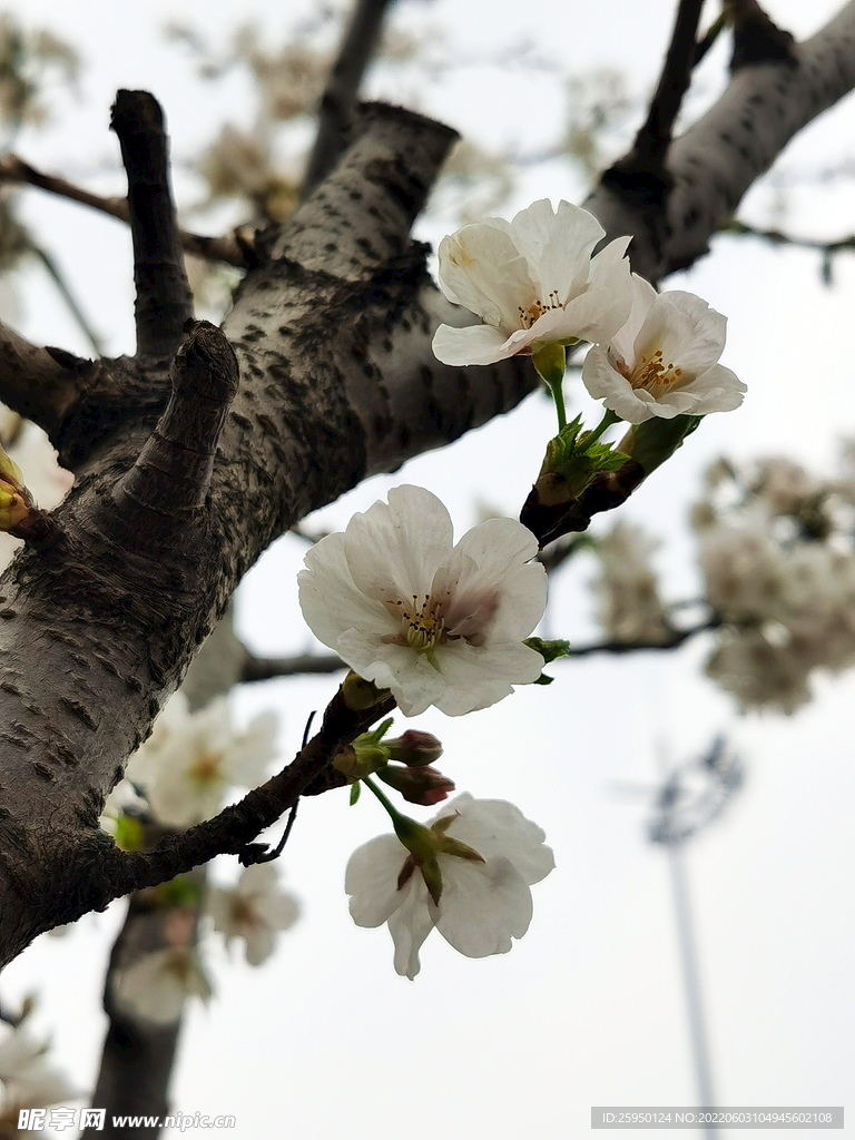 梅花