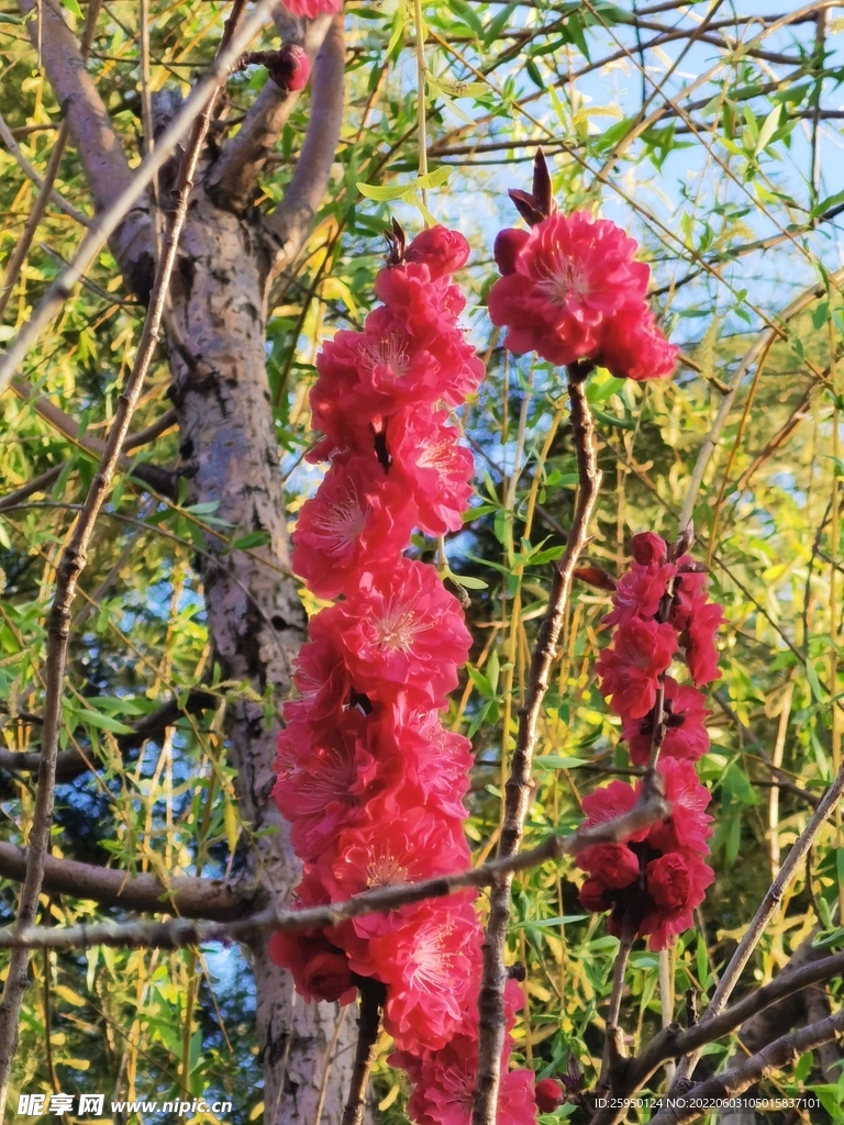 梅花