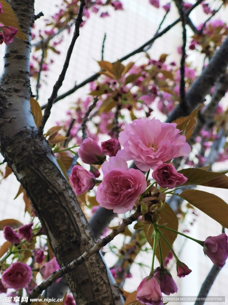 樱花