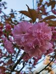 樱花 烂漫时