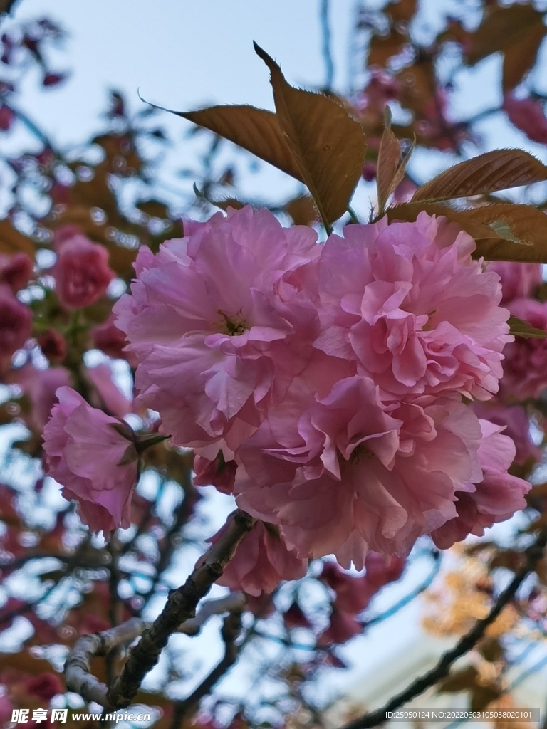 樱花 烂漫时