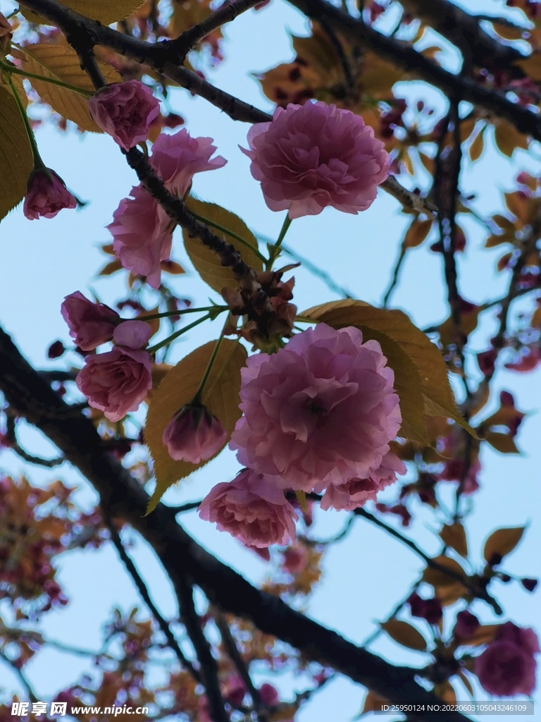 樱花