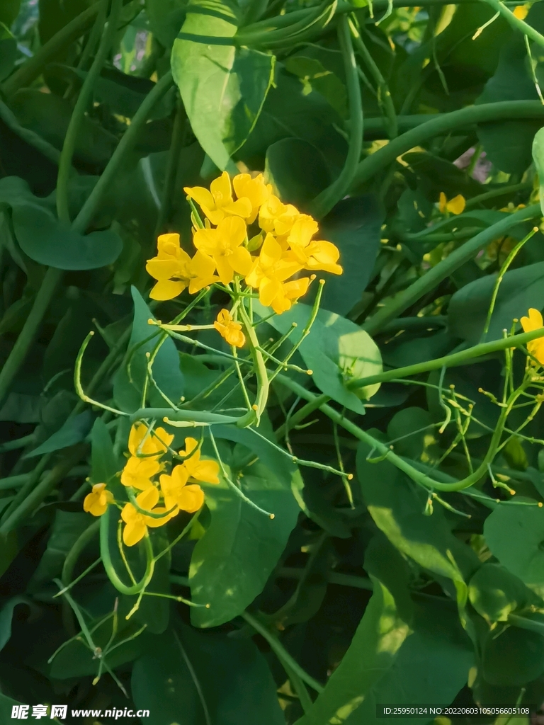 油菜花