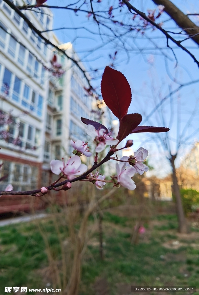  梅花