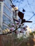 梅花