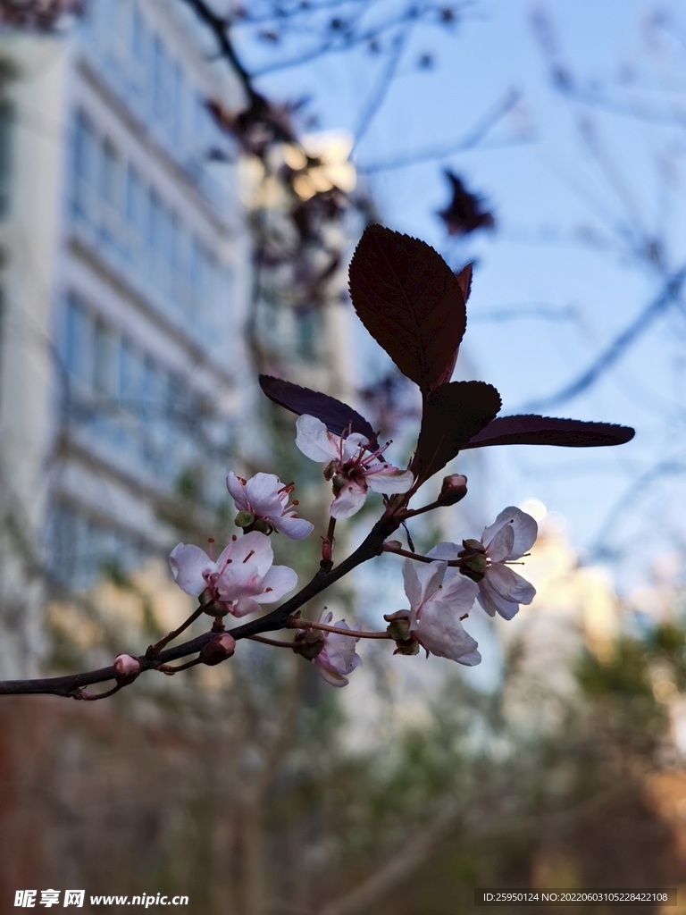 梅花