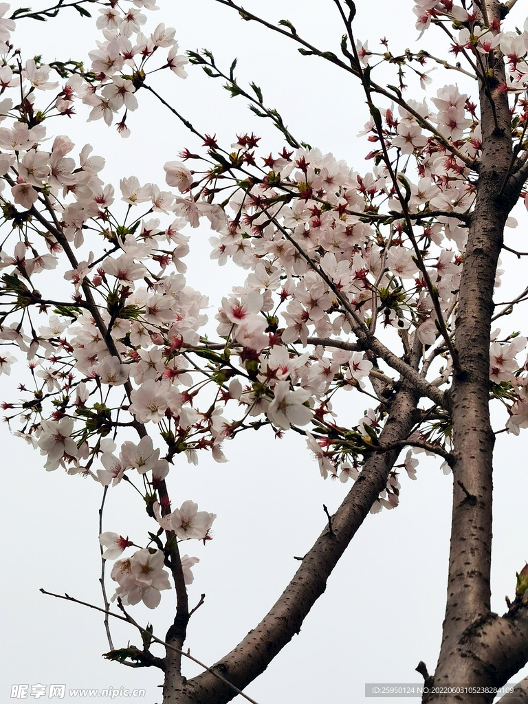 梅花