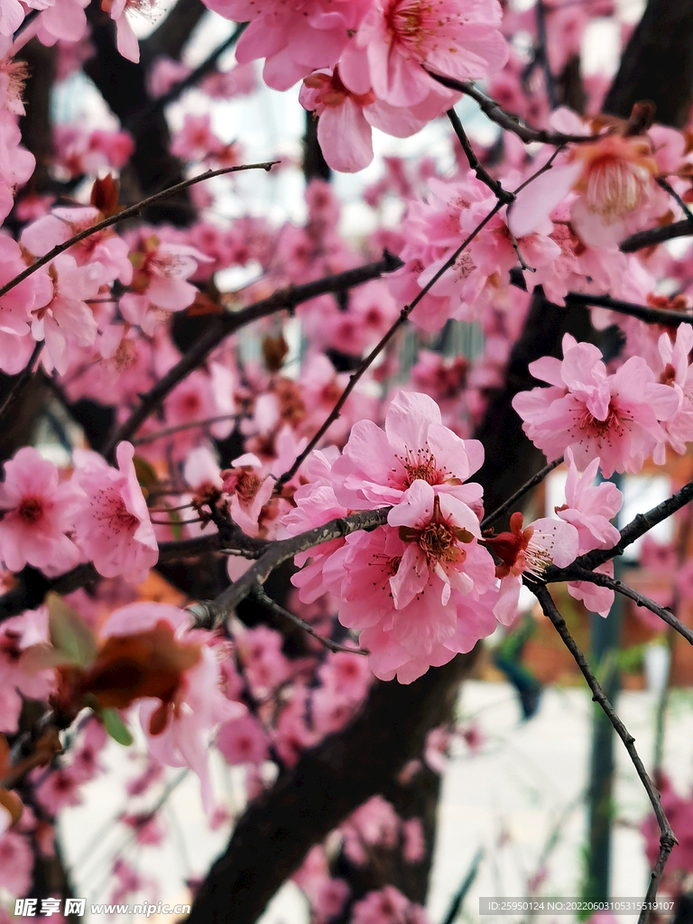 梅花