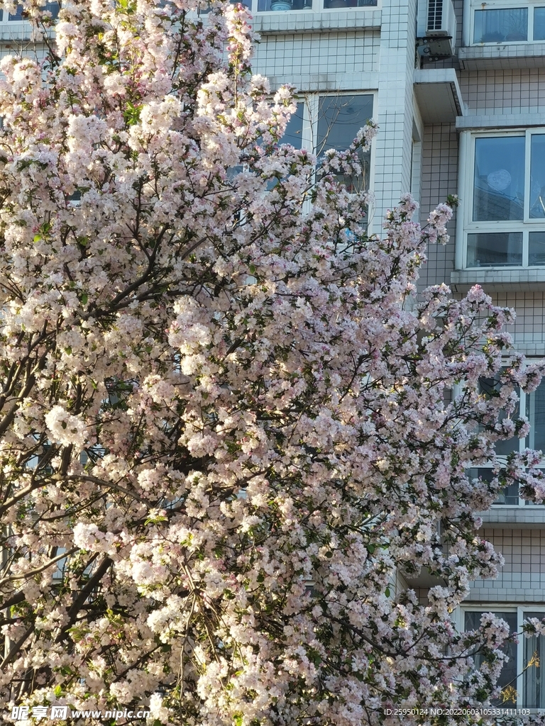 海棠花