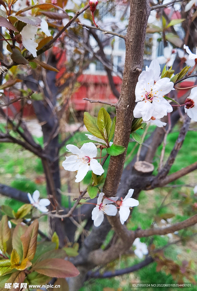  梅花