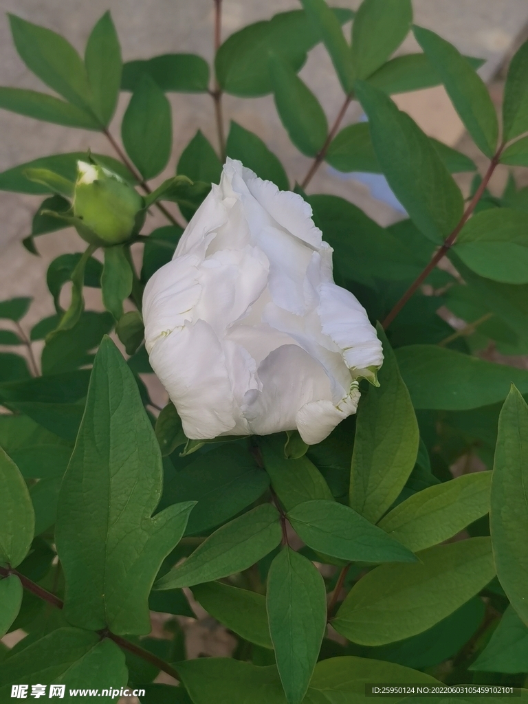 白牡丹