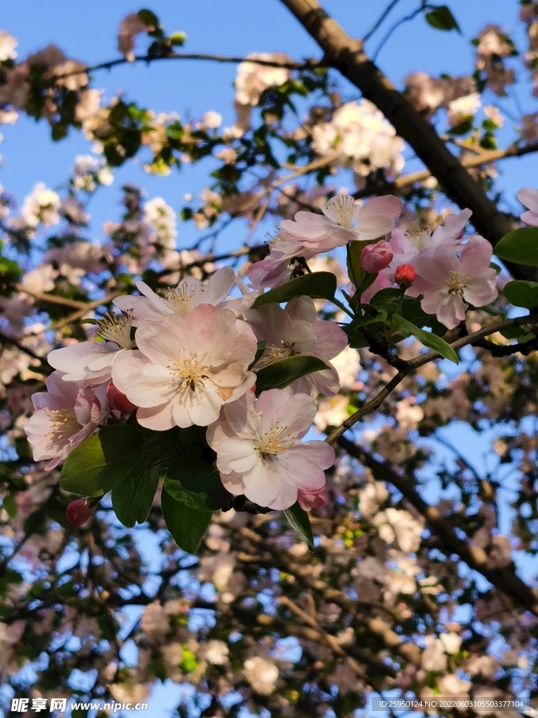 海棠花
