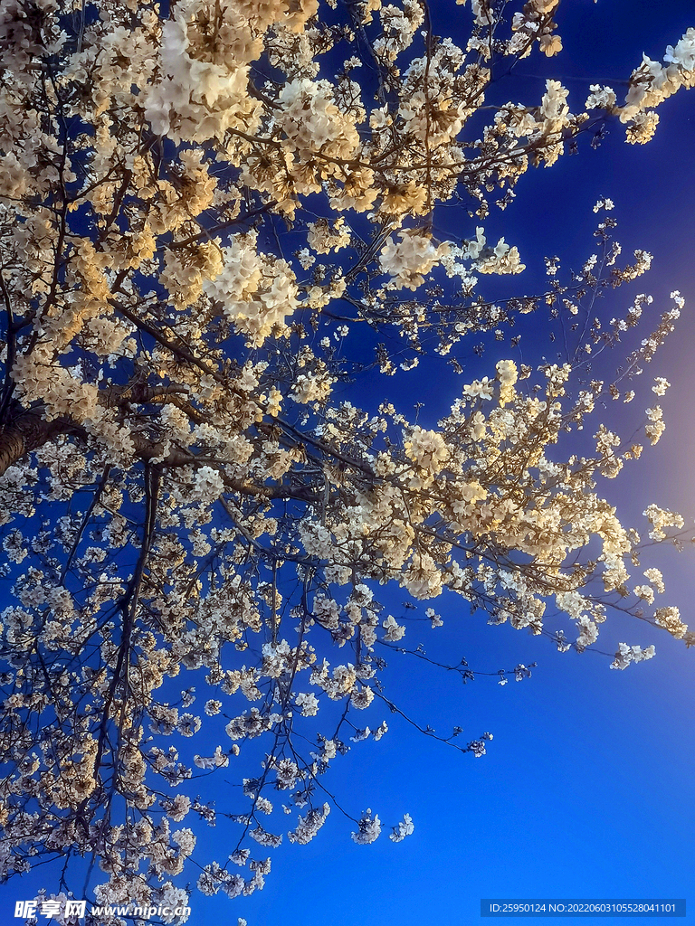 樱花