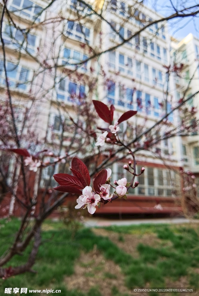  梅花