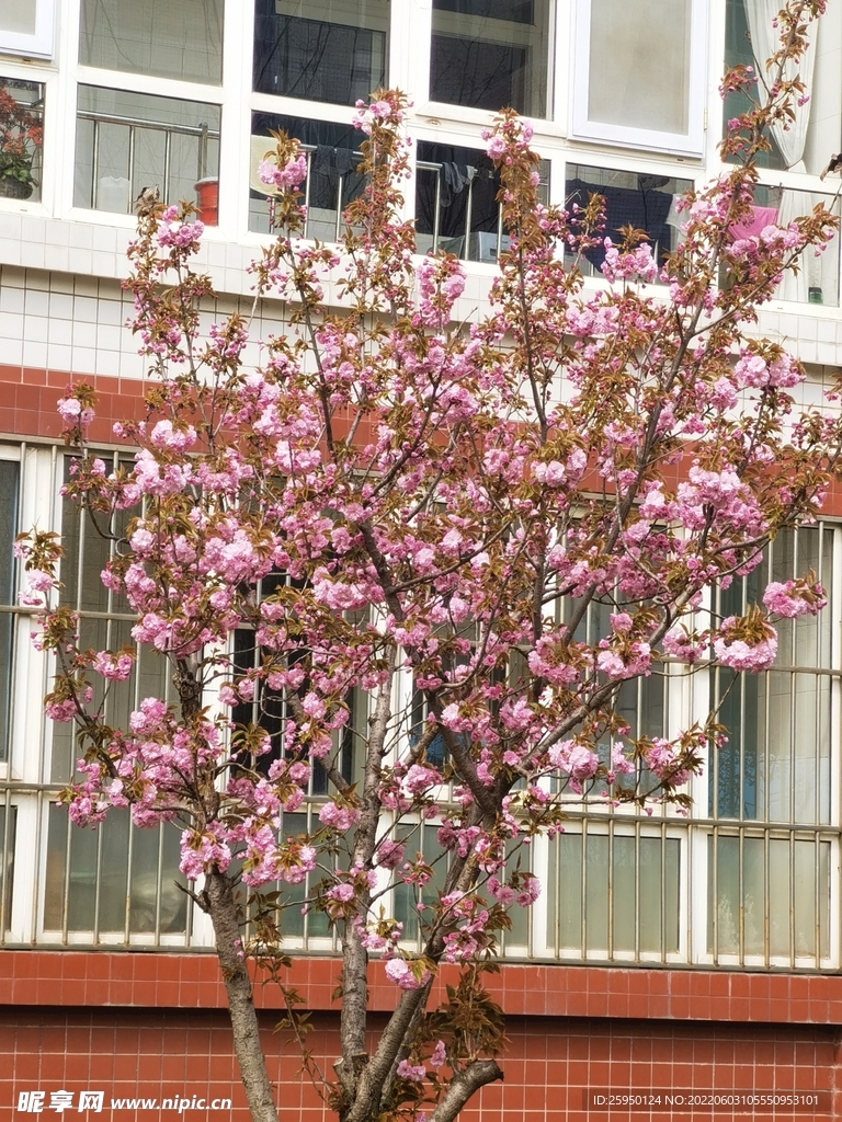 樱花