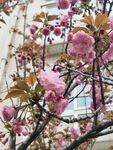 樱花 烂漫