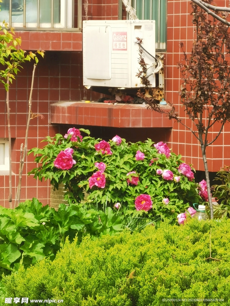 红牡丹