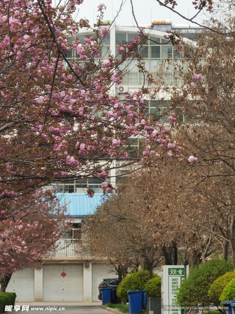 樱花