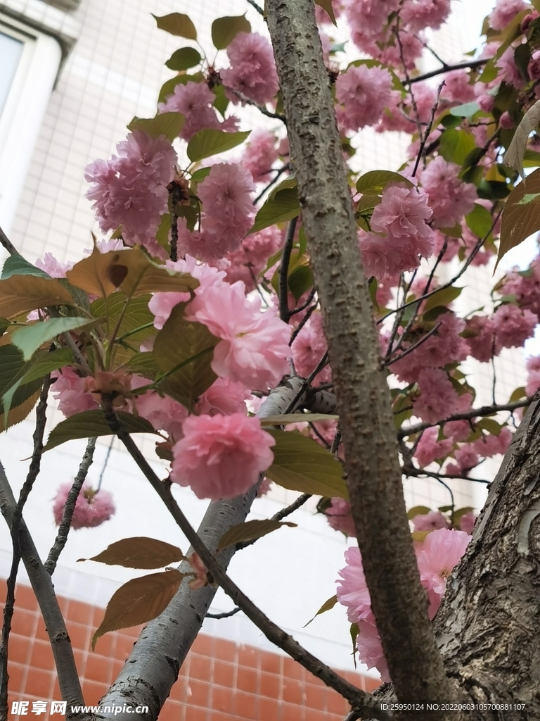 樱花