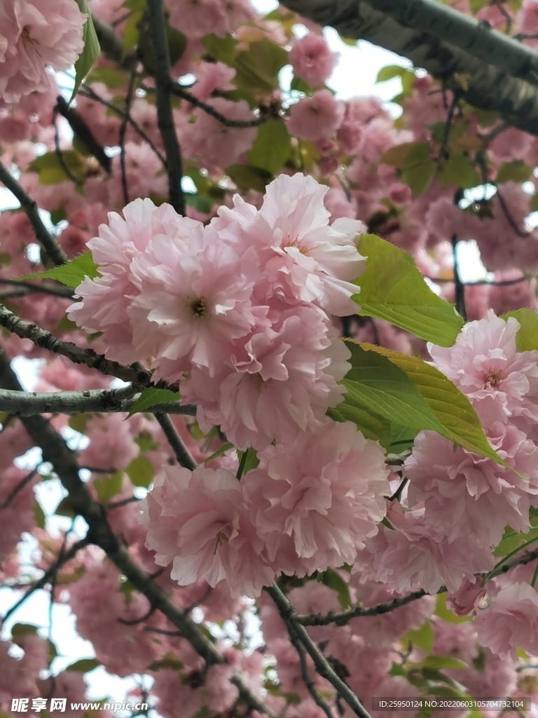 樱花