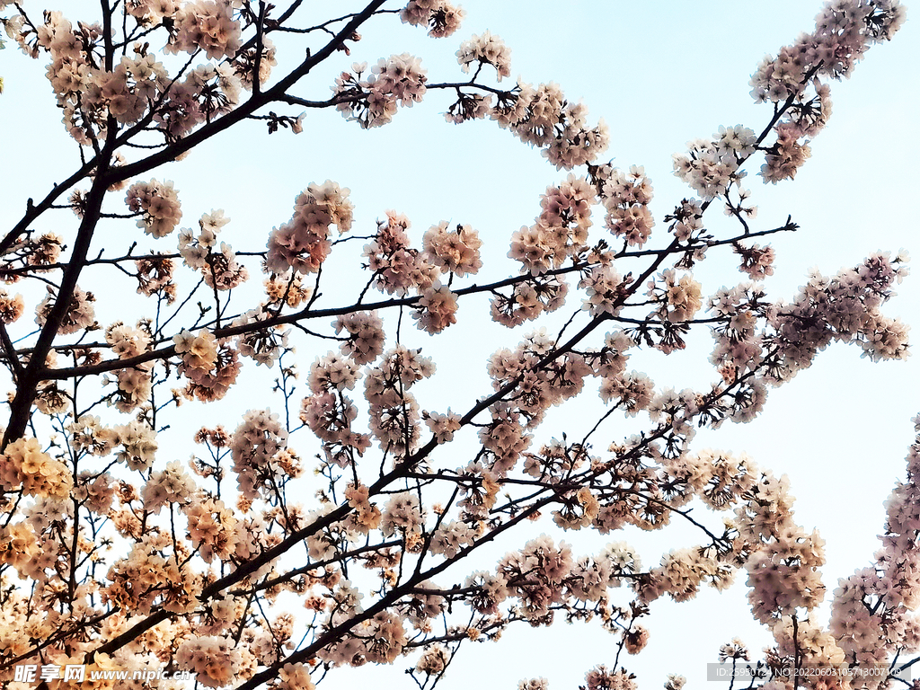 樱花