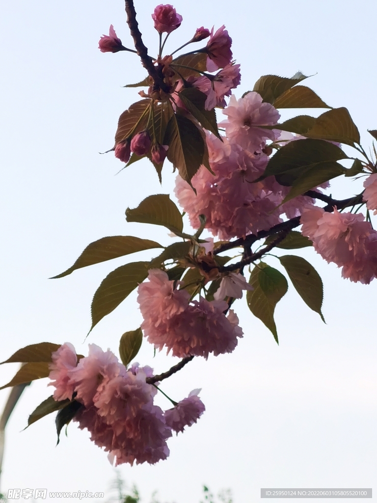 樱花