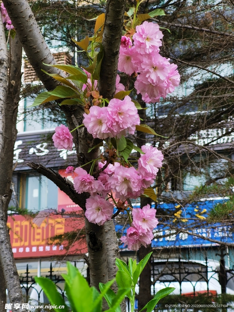 樱花 