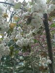 樱花 烂漫