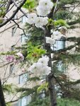 樱花 烂漫