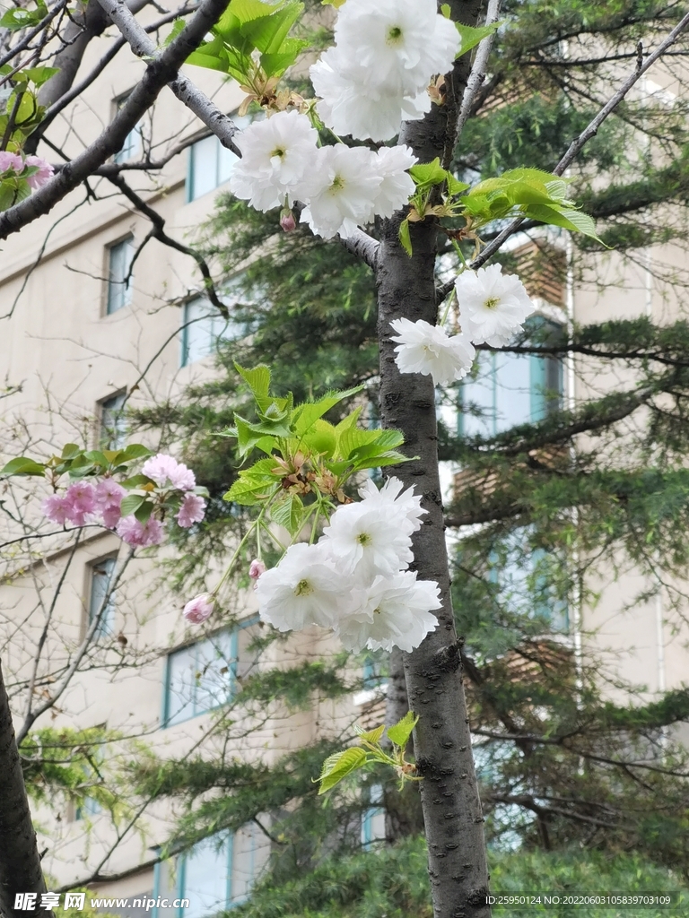樱花 烂漫
