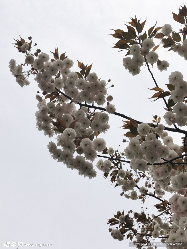 樱花