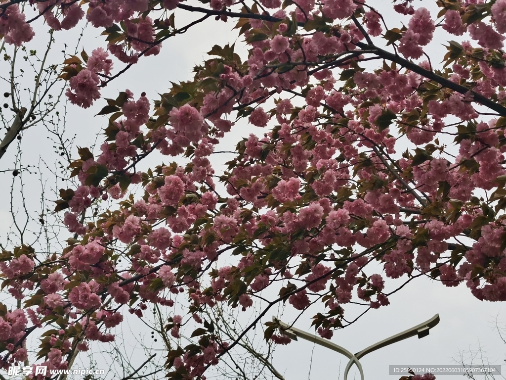 樱花