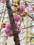 樱花 烂漫