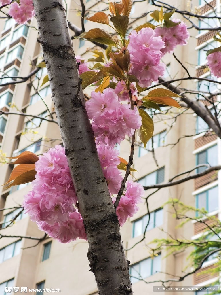 樱花 烂漫