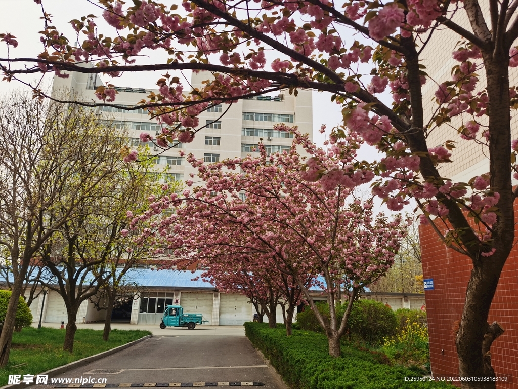 樱花 烂漫