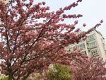 樱花 烂漫