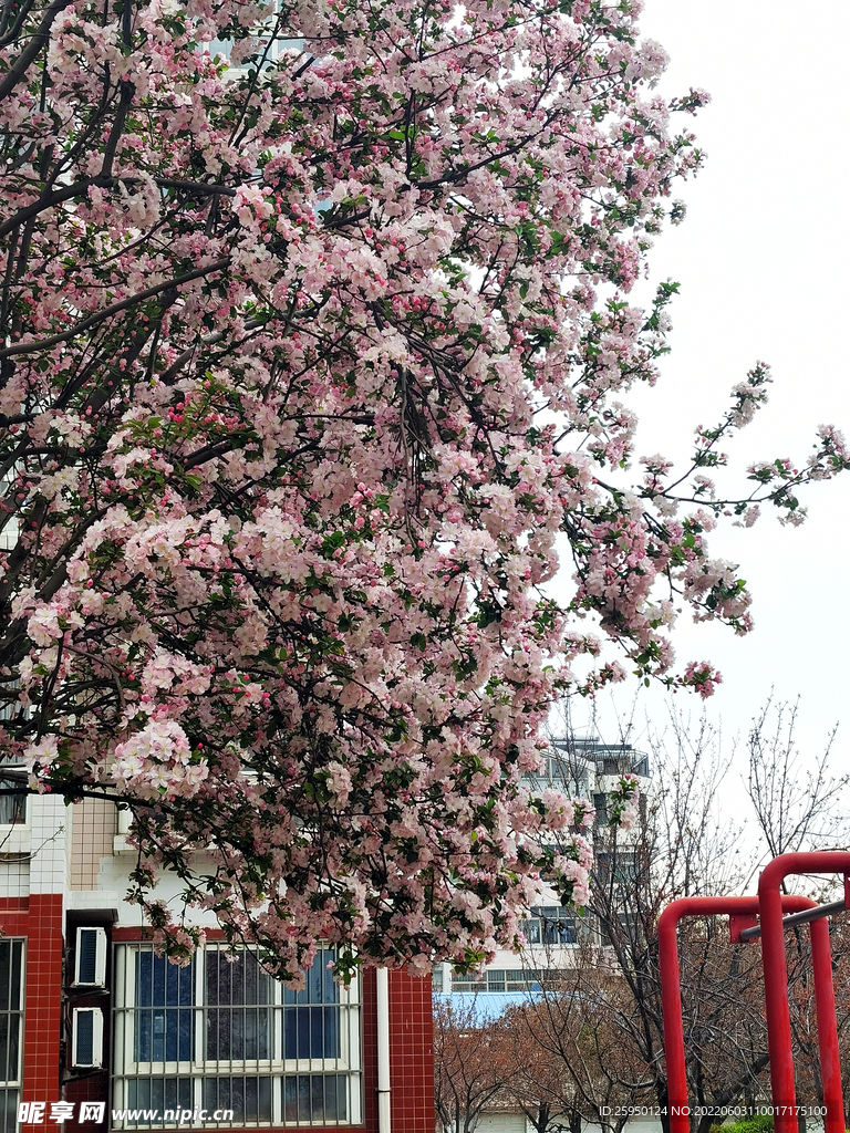 海棠花