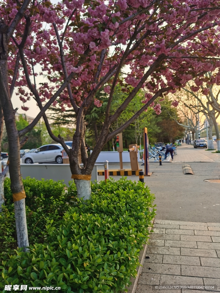 樱花