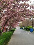 樱花 烂漫时