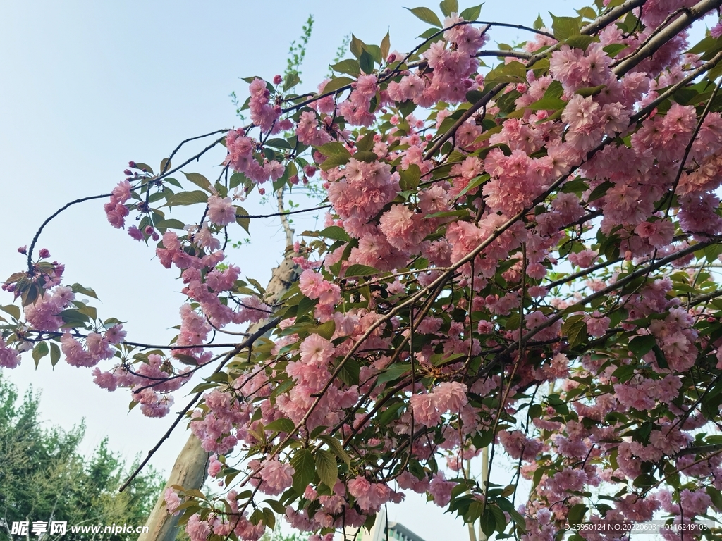 樱花