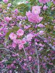 樱花烂漫