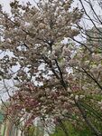 樱花 烂漫