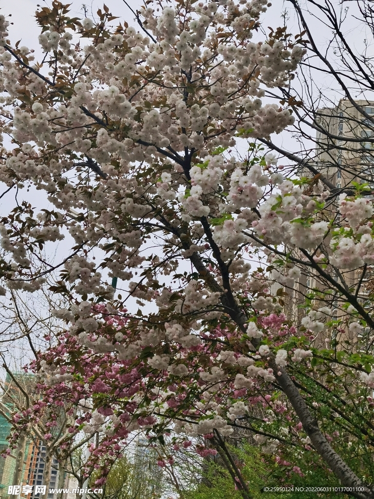 樱花 烂漫