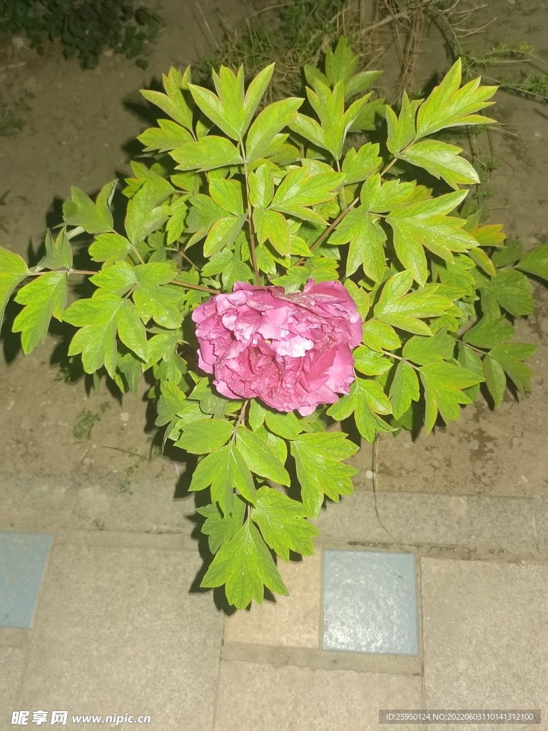 牡丹 