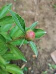 芍药树