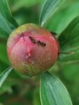 芍药与小蚂蚁