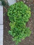 芍药树