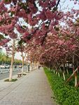 樱花烂漫