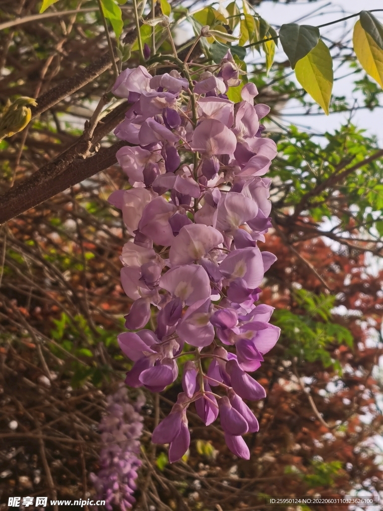 紫藤花