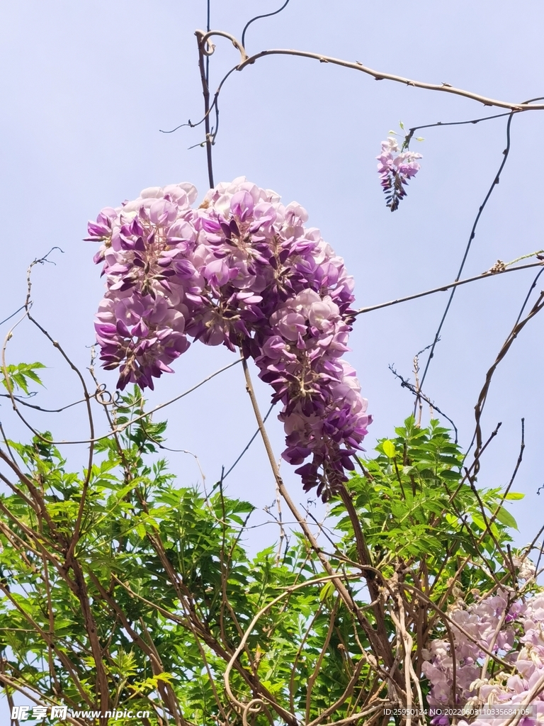 紫藤花